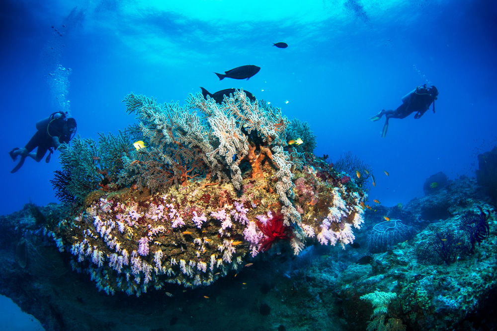 The Beautiful Beneath: The Magical World of Andaman Sea By Samya Sengupta