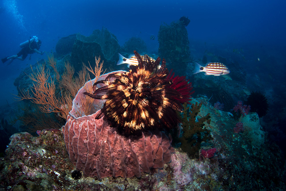 The Beautiful Beneath: The Magical World of Andaman Sea By Samya Sengupta