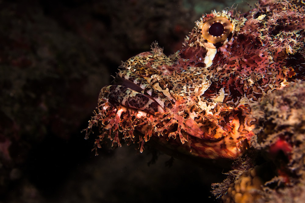 The Beautiful Beneath: The Magical World of Andaman Sea By Samya Sengupta