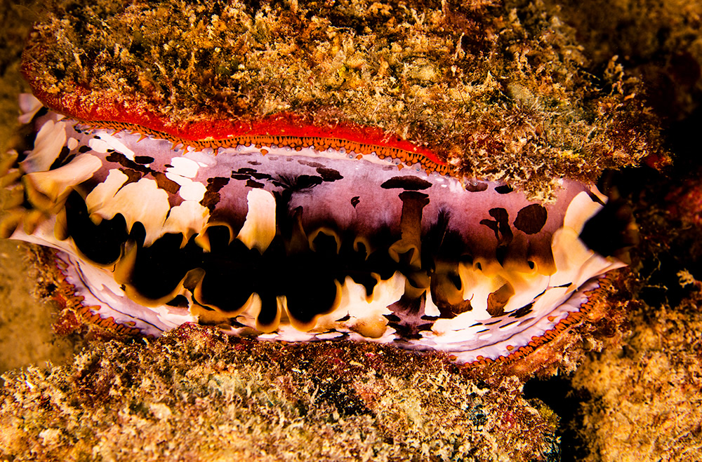 The Beautiful Beneath: The Magical World of Andaman Sea By Samya Sengupta