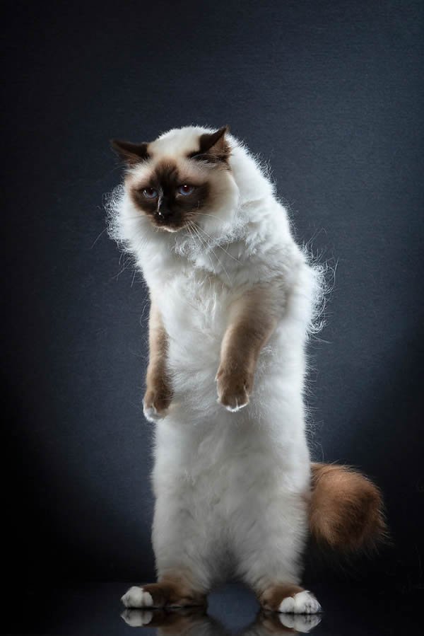 Standing Cats: Photo Series By Swiss Photographer Alexis Reynaud