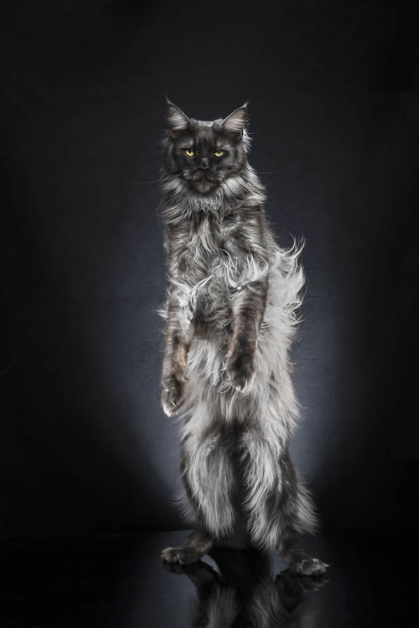 Standing Cats: Photo Series By Swiss Photographer Alexis Reynaud