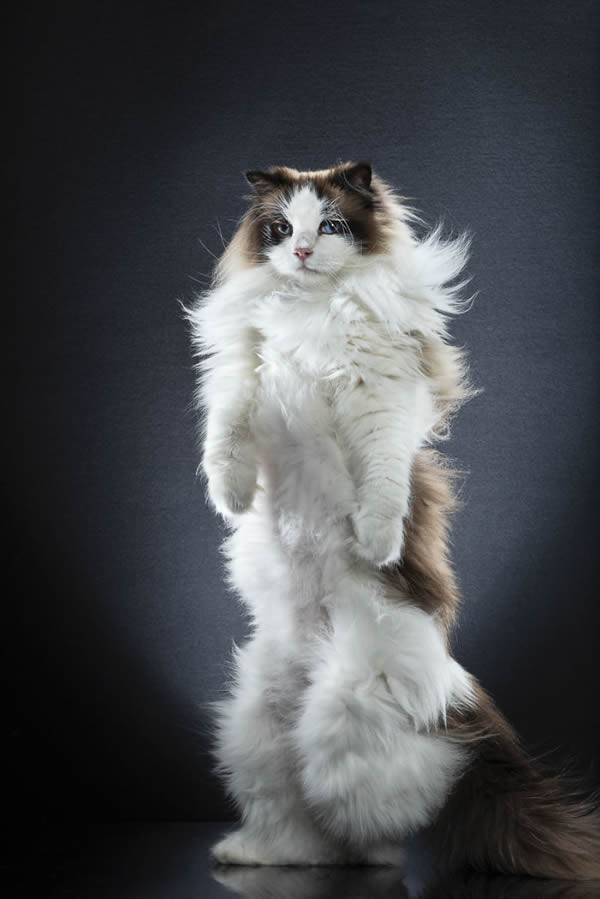 Standing Cats: Photo Series By Swiss Photographer Alexis Reynaud