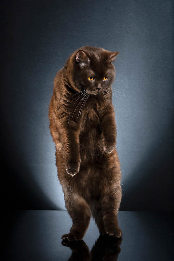 Standing Cats: Photo Series By Swiss Photographer Alexis Reynaud