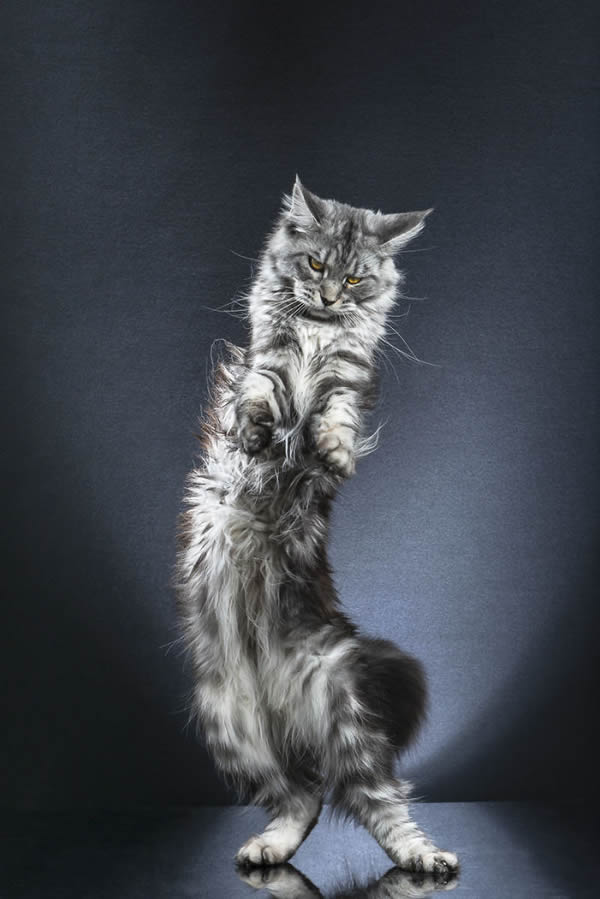 Standing Cats: Photo Series By Swiss Photographer Alexis Reynaud