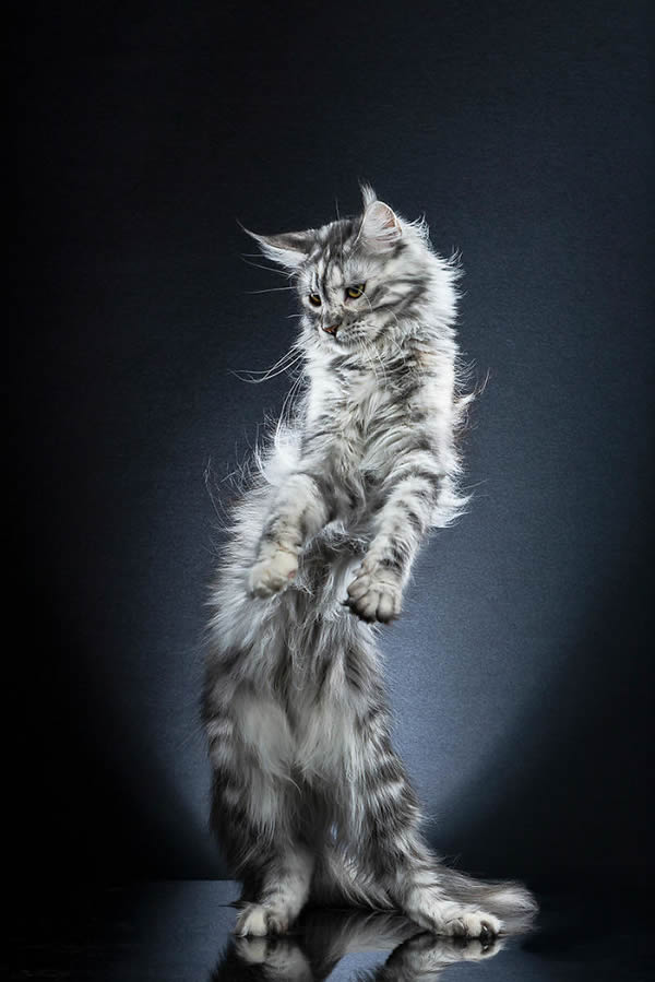 Standing Cats: Photo Series By Swiss Photographer Alexis Reynaud