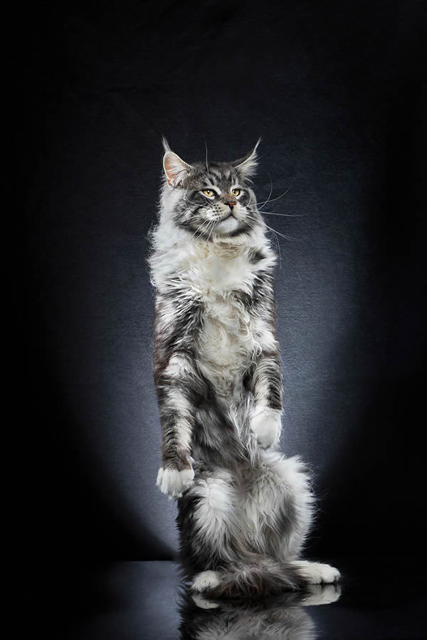 Standing Cats: Photo Series By Swiss Photographer Alexis Reynaud