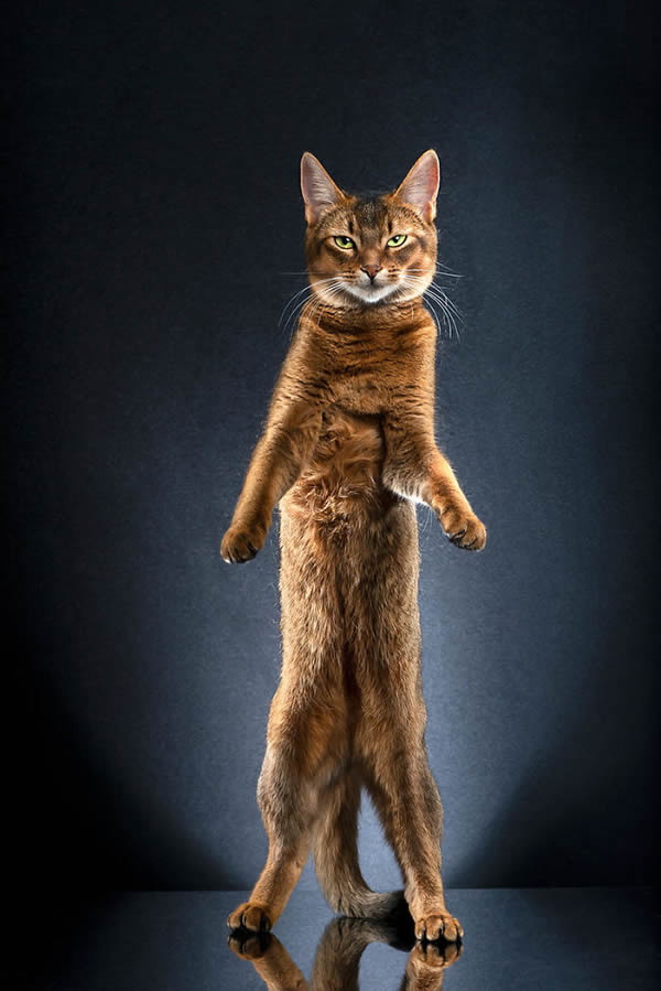 Standing Cats: Photo Series By Swiss Photographer Alexis Reynaud