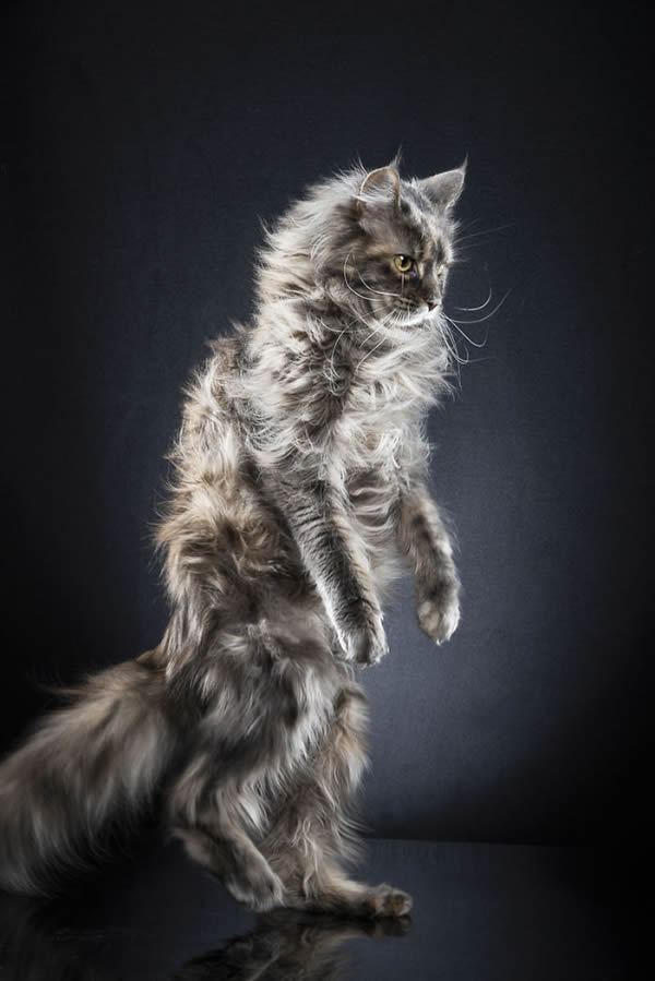 Standing Cats: Photo Series By Swiss Photographer Alexis Reynaud