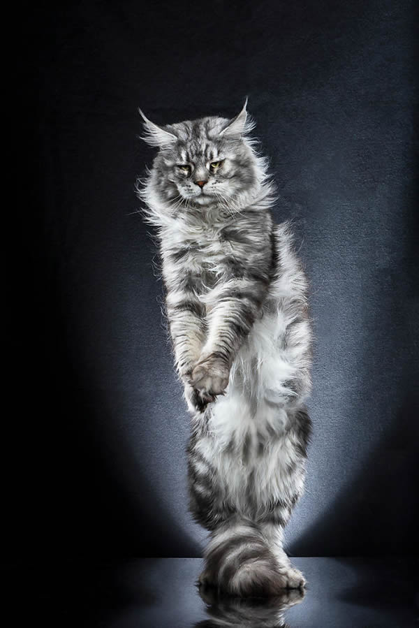 Standing Cats: Photo Series By Swiss Photographer Alexis Reynaud