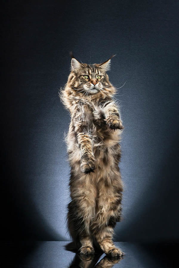 Standing Cats: Photo Series By Swiss Photographer Alexis Reynaud