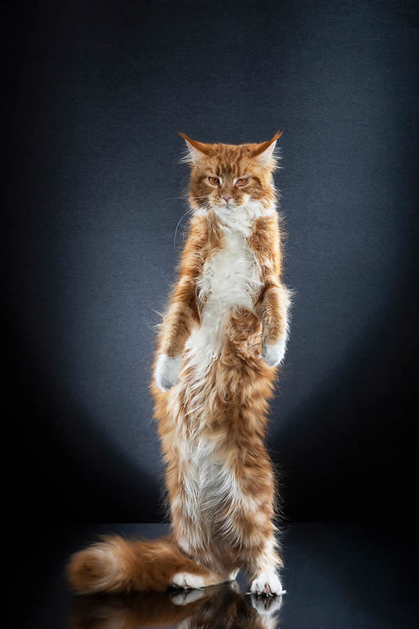 Standing Cats: Photo Series By Swiss Photographer Alexis Reynaud