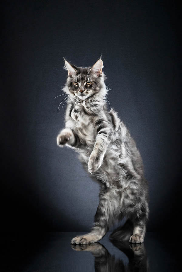 Standing Cats: Photo Series By Swiss Photographer Alexis Reynaud