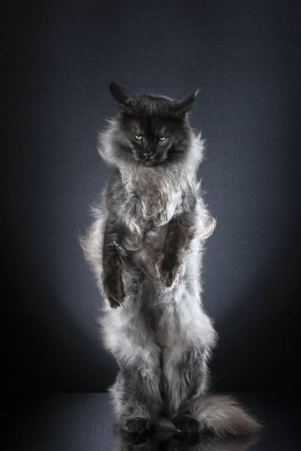 Standing Cats: Photo Series By Swiss Photographer Alexis Reynaud