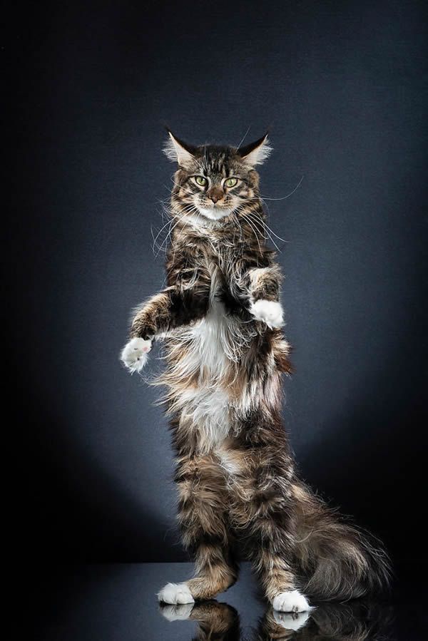 Standing Cats: Photo Series By Swiss Photographer Alexis Reynaud