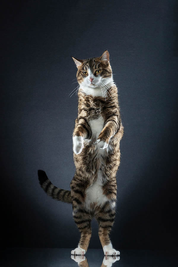 Standing Cats: Photo Series By Swiss Photographer Alexis Reynaud