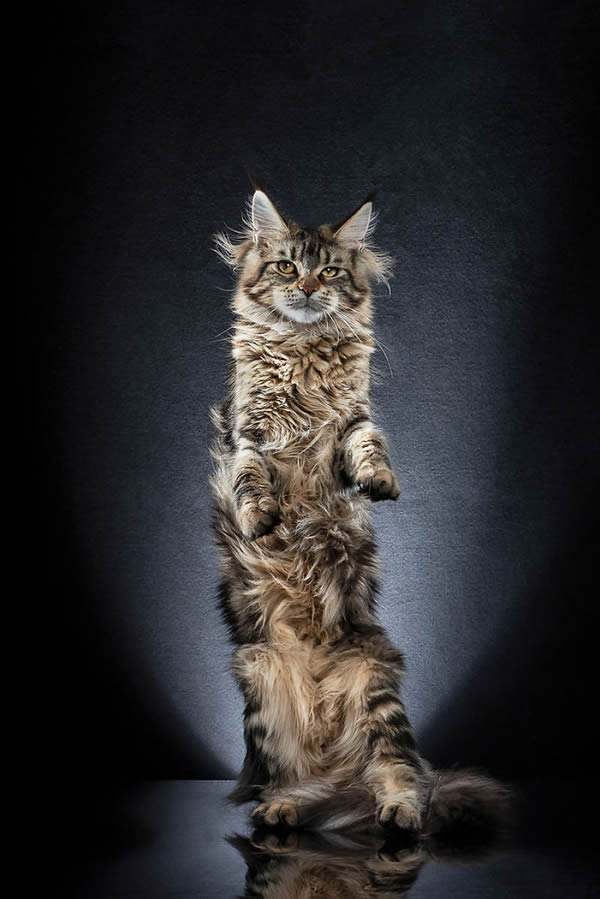 Standing Cats: Photo Series By Swiss Photographer Alexis Reynaud