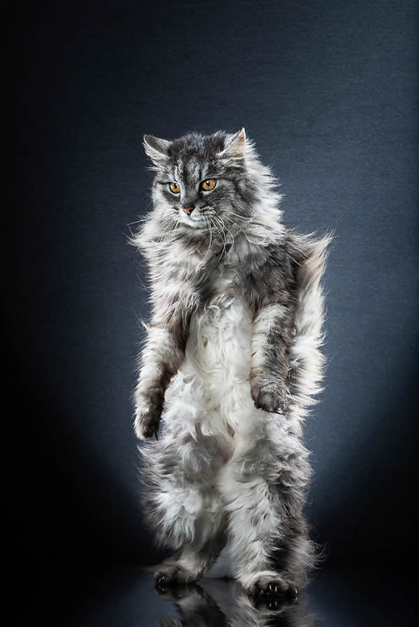 Standing Cats: Photo Series By Swiss Photographer Alexis Reynaud