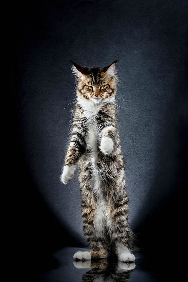 Standing Cats: Photo Series By Swiss Photographer Alexis Reynaud