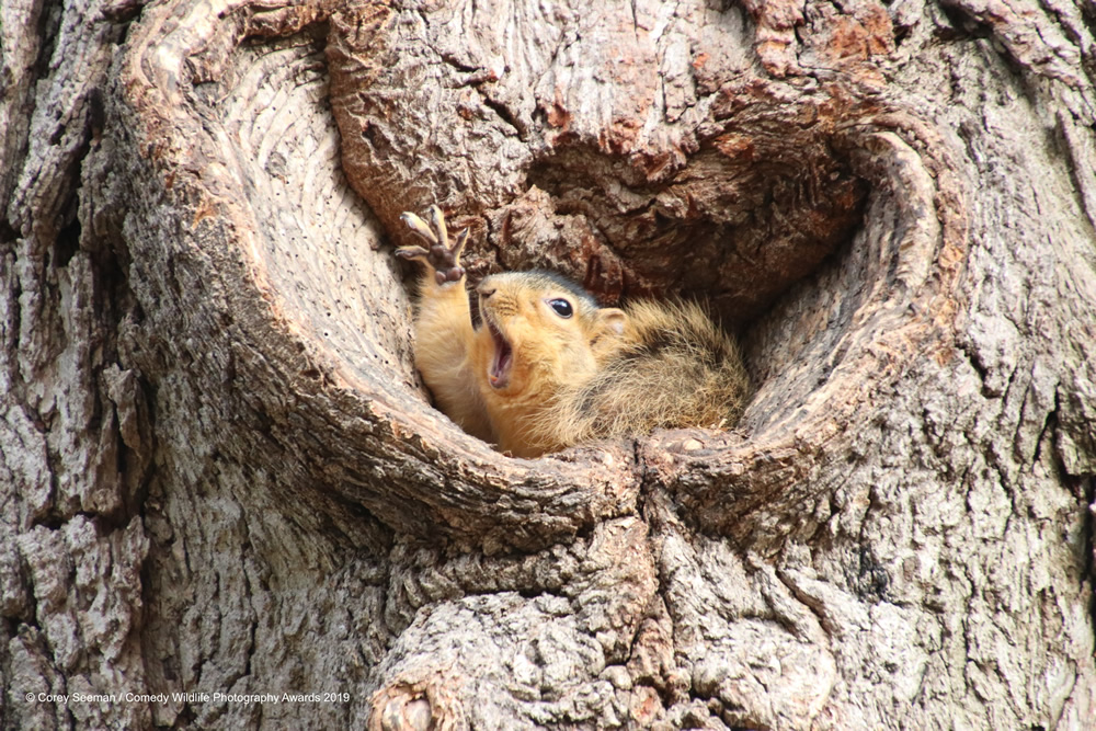 Who would like a peanut Squirrels?