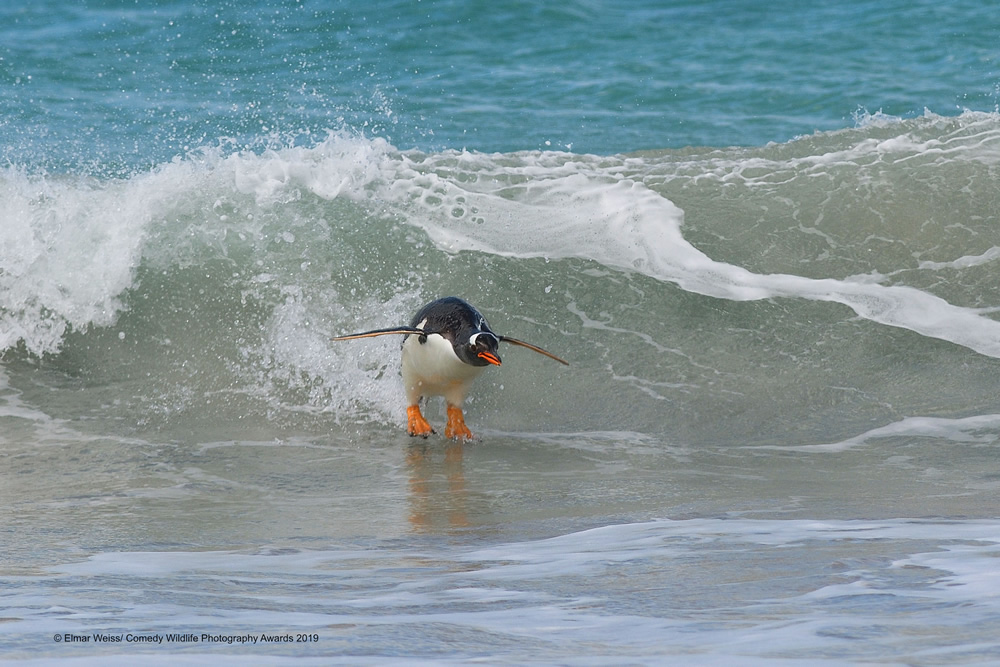 Surfing... South Atlantic Style!