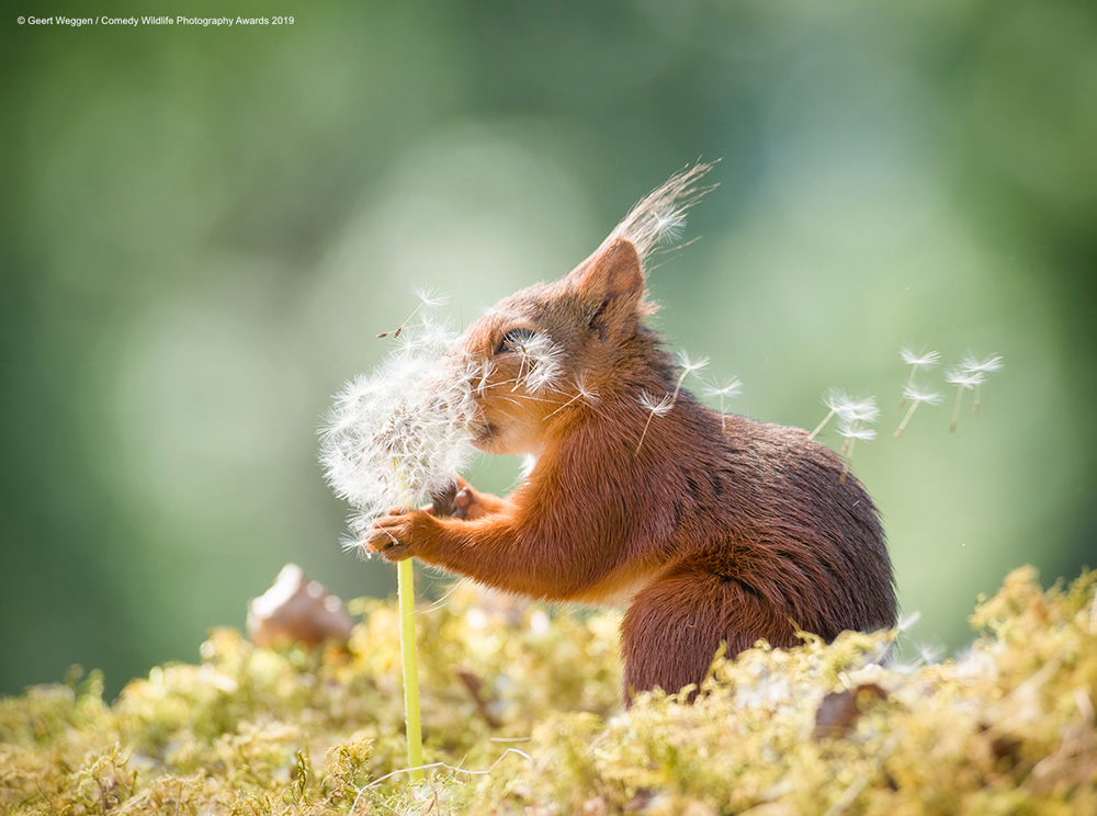 Squirrel Wishes