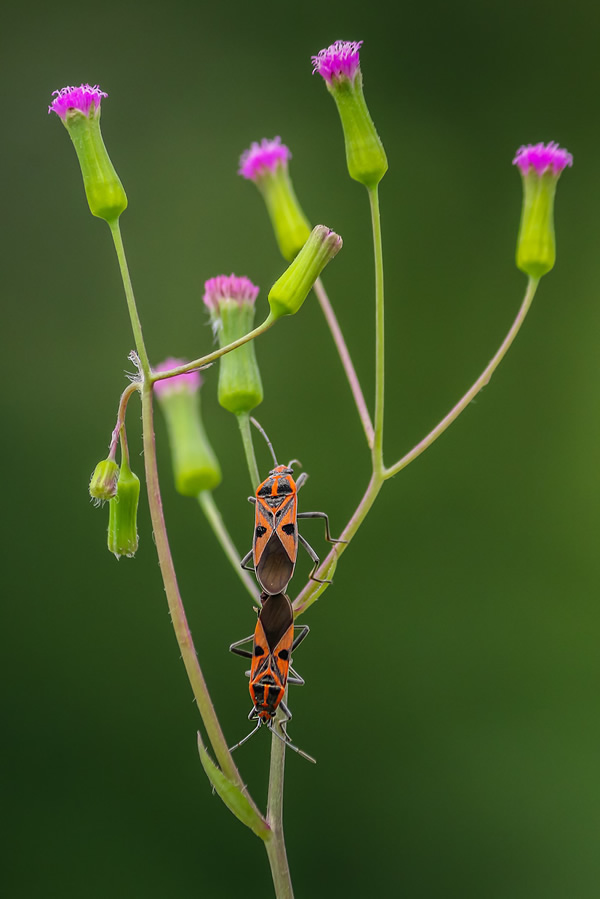 Arnab Debnath - Beyond Vision Photographers Of The Month