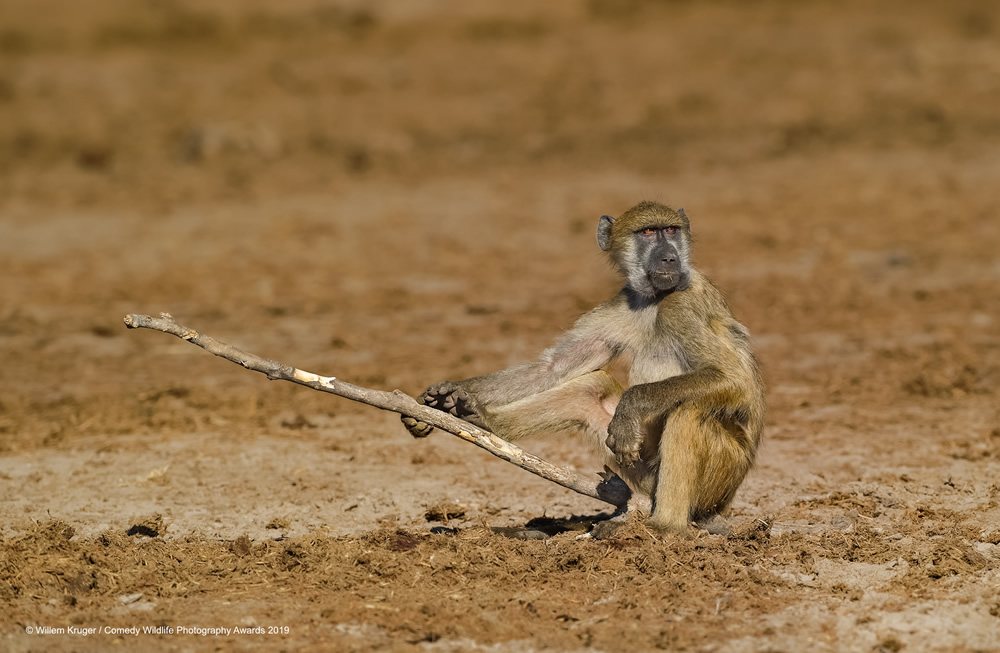 Baboon fishing