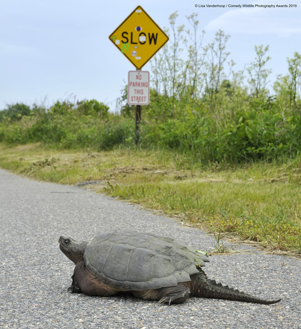 Snarling Snappin in the Slow Lane