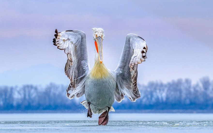 Caron Steele - Bird Photographer Of The Year