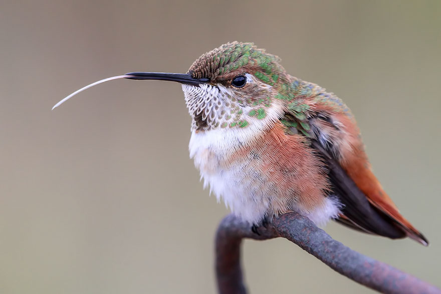 Madeline Nolan - Young Bird Photographer Of The Year - Silver