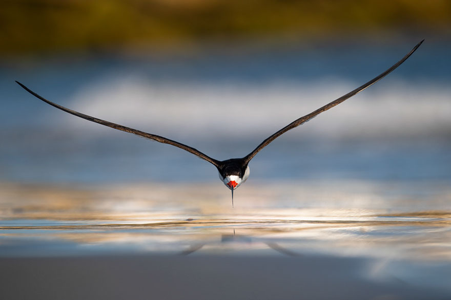 Nikunj Patel - Birds In Flight - Gold