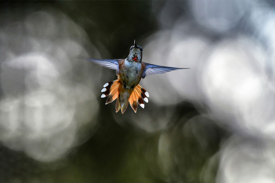 Shane Kalyn - Birds In Flight - Honorable Mention