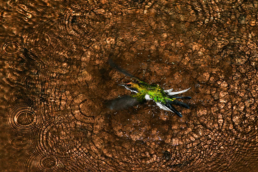 Ivan Sjogren - Bird Behaviour - Gold