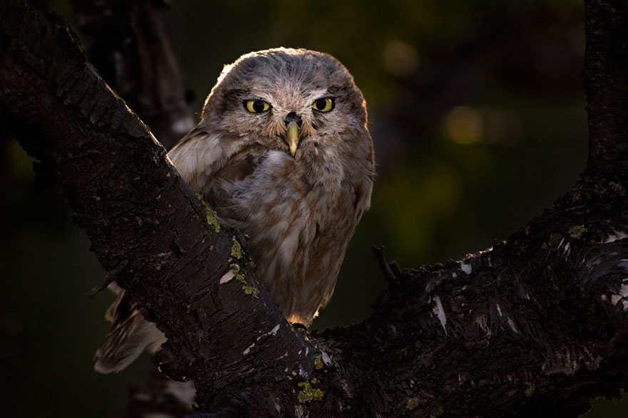 Ariel Fields - Young Bird Photographer Of The Year - Bronze