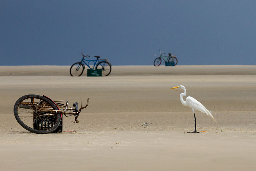 Mark Peck - Birds In The Environment - Honorable Mention