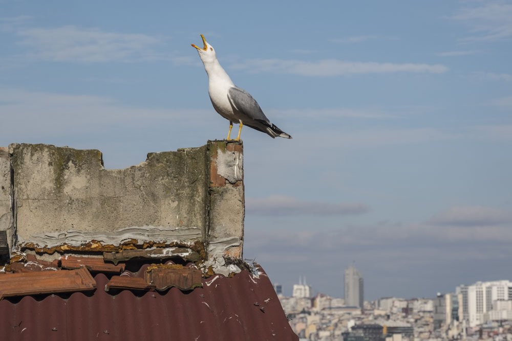 My Personal Best: Turkish Street Photographer Fatma Sule Demir