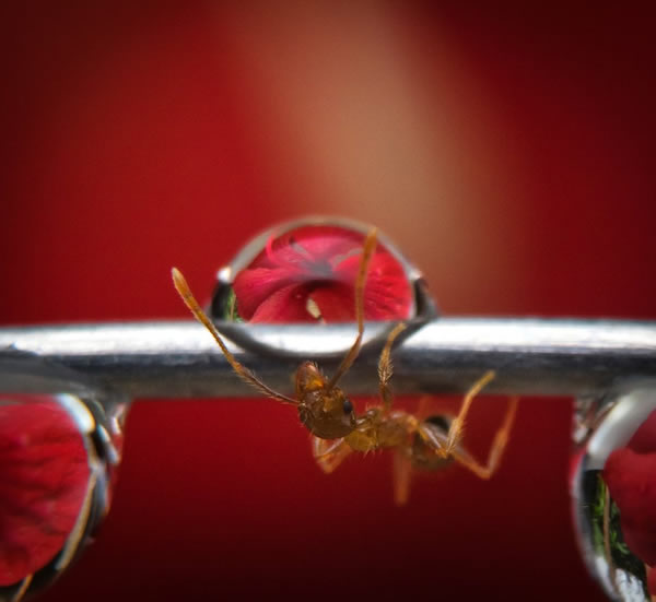 An exciting curiosity - Best Red Color Photography