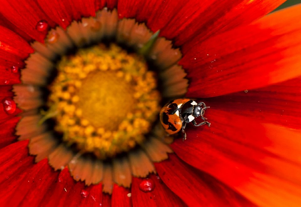 The red energy - Best Red Color Photography