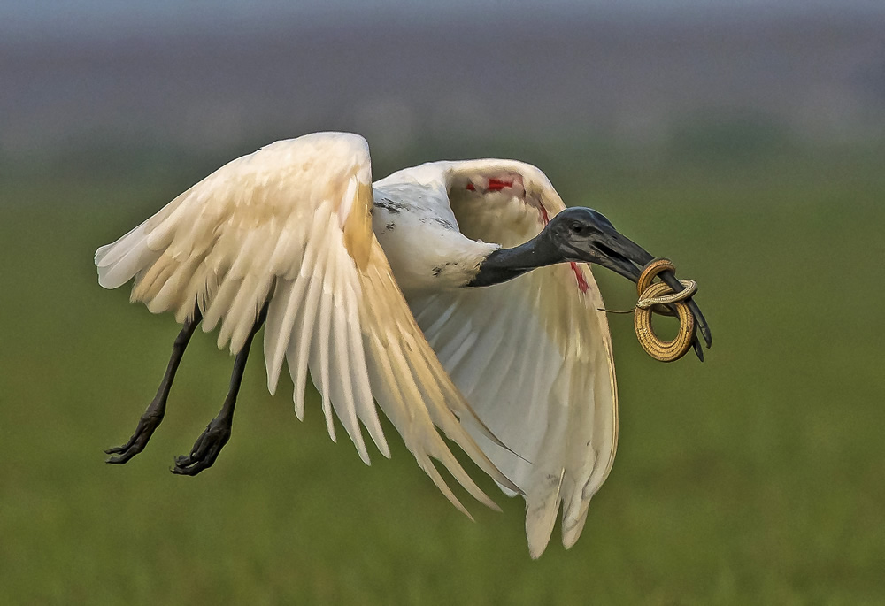 My Personal Best: Indian Nature Photographer Jayeeta Chowdhury