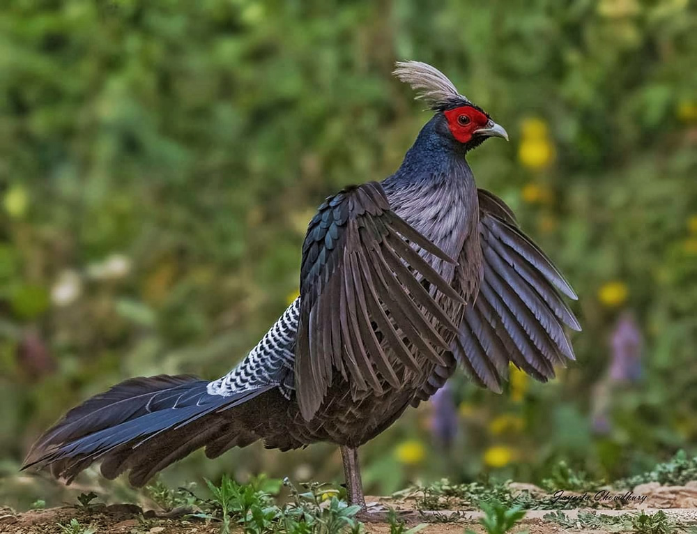 My Personal Best: Indian Nature Photographer Jayeeta Chowdhury