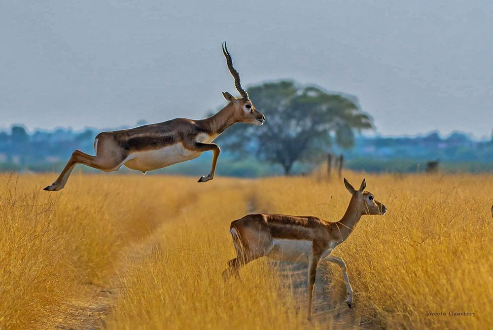 My Personal Best: Indian Nature Photographer Jayeeta Chowdhury