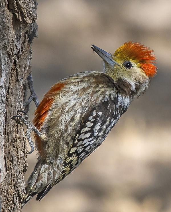 My Personal Best: Indian Nature Photographer Jayeeta Chowdhury