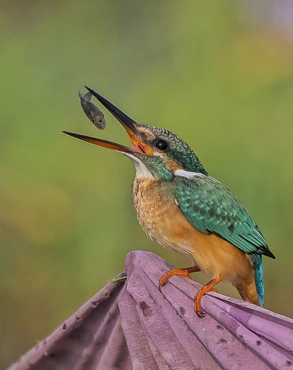 My Personal Best: Indian Nature Photographer Jayeeta Chowdhury