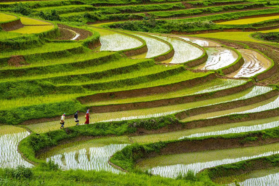 Terrace - Kayah, Myanmar