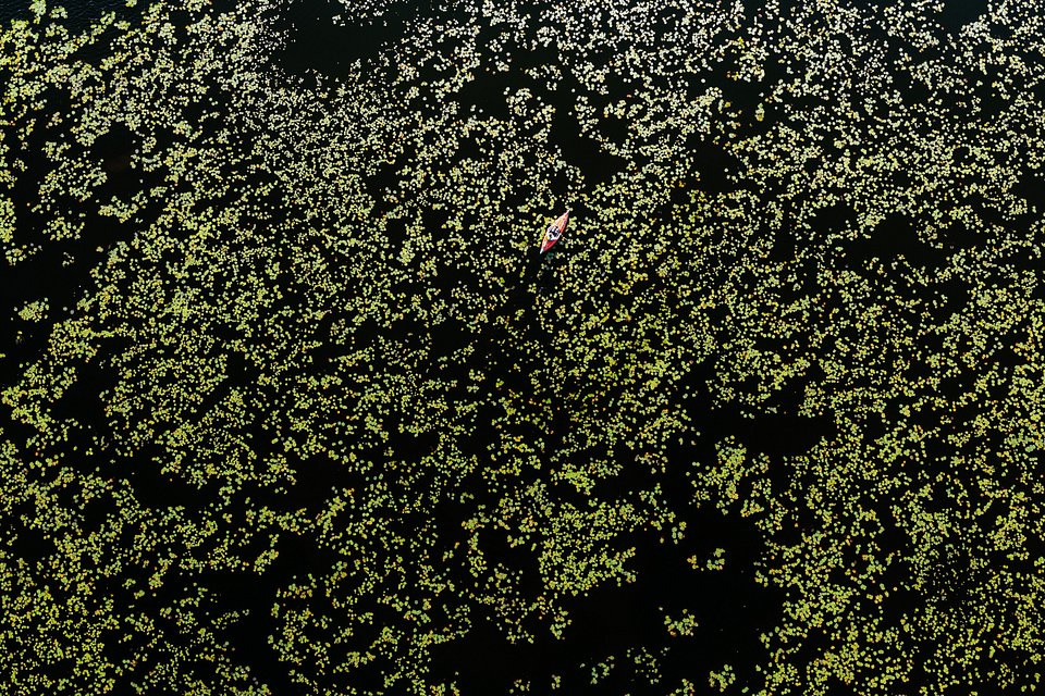 Kayaking in the water lilies