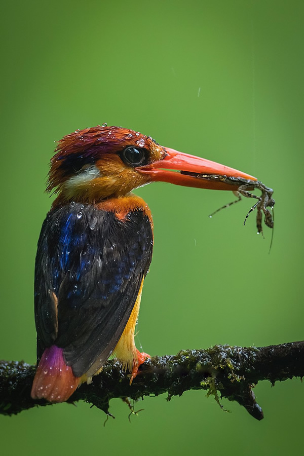 Oriental dwarf kingfisher