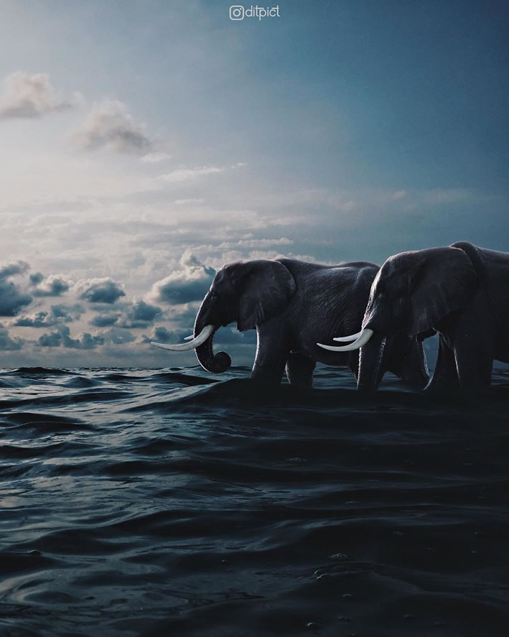 Creative Photo Manipulations Of Animals By Indonesian Digital Artist Aditya Aryanto