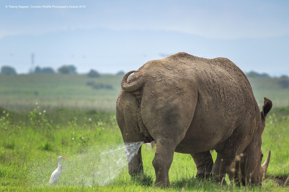 Highly Commended Winner - Tilakraj Nagaraj