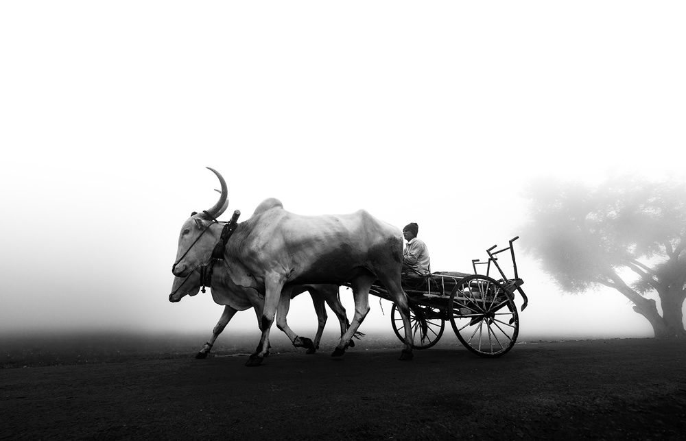 Fog - Daily Life in Village: Photo Series By Dnyaneshwar Prakash Vaidya